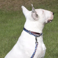 LupinePet Alpen Glow Dog Original Designs Martingale Collar For Training 13 LupinePet Alpen Glow Dog Original Designs Martingale Collar For Training -KONG Shop OriginalDesignsMartingaleCollarforTraining5 a3065af6 990c 4c03 834a 5757ba4efb55