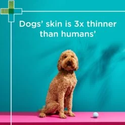 PAW Sensitive Skin Conditioner -KONG Shop PAW 9300807299494 8