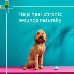 PAW Manuka Wound Gel Tube -KONG Shop PAWbyBlackmoresManukaWoundGelforDogs CatsandHorses 100g 8