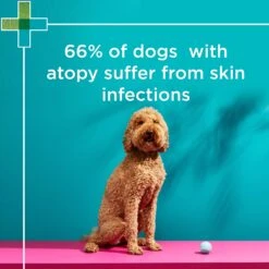 PAW Mediderm Shampoo -KONG Shop PAWbyBlackmoresMediderm GentleMedicatedShampooforDogs 200ml 8