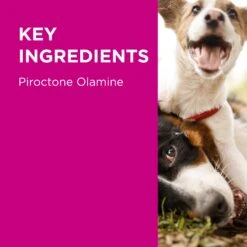 PAW Mediderm Shampoo -KONG Shop PAWbyBlackmoresMediderm GentleMedicatedShampooforDogs 200ml 9