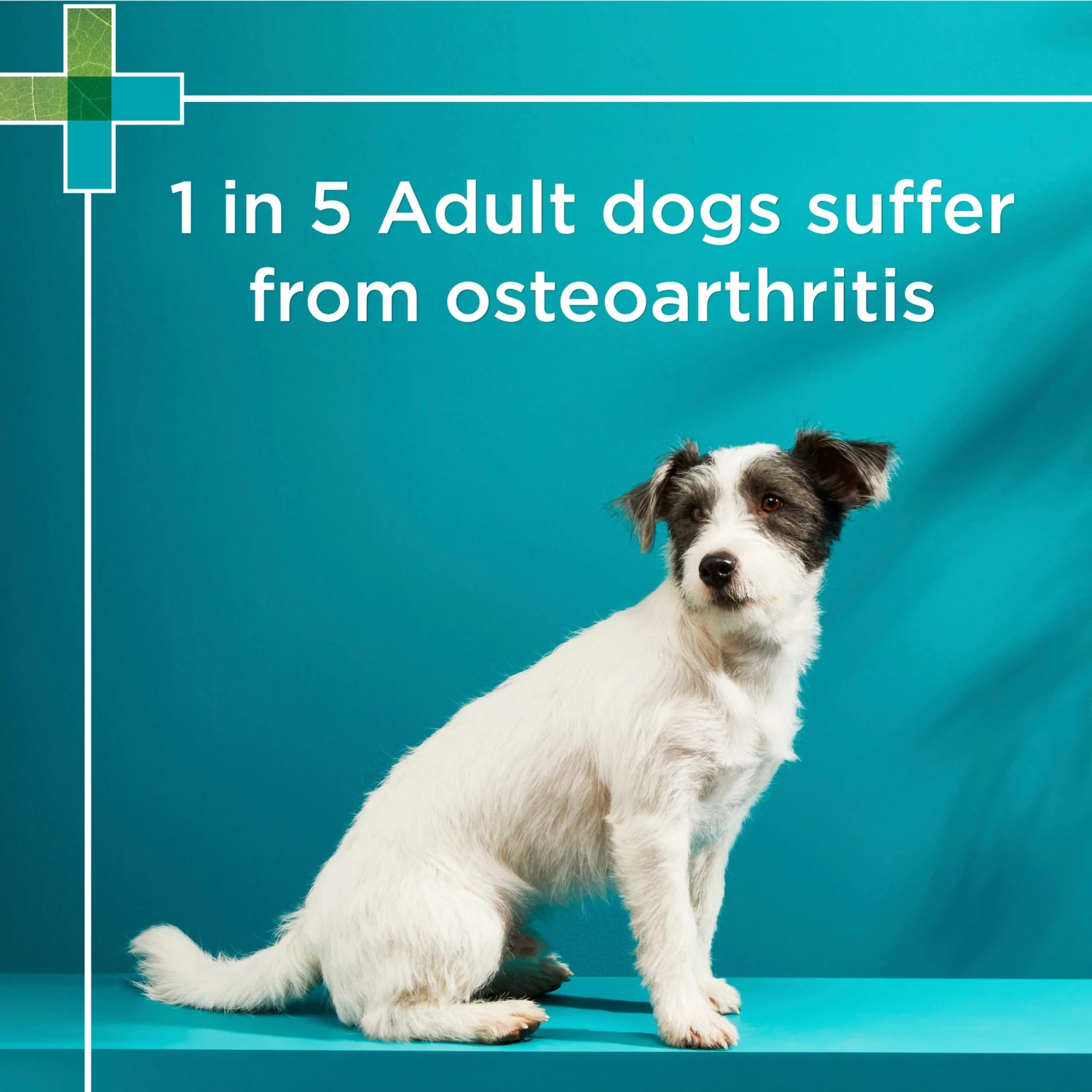 PAW Osteocare Chews For Small Dogs 7 PAW Osteocare Chews For Small Dogs - Image 5