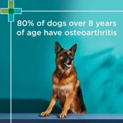 PAW Osteosupport Powder Dog -KONG Shop PAWbyBlackmoresOsteosupport JointCarePowderforDogs 150Capsules 8 1