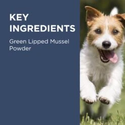 PAW Osteosupport Powder Dog -KONG Shop PAWbyBlackmoresOsteosupport JointCarePowderforDogs 150Capsules 9 1