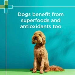 PAW Wellness + Vitality Multivitamin Chews For Dogs -KONG Shop PAWbyBlackmoresWellnessandVitalityMultivitaminsforDogs 60Chews 8