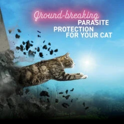 Vetoquinol Felpreva Spot On For Small Cats (1-2.5kg) -KONG Shop Picture1 920eb5b2 2077 4956 adfe a46c1e9b3afa