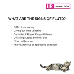 Purina Pro Plan Veterinary Diet Feline UR Urinary St/Ox 156g Cans -KONG Shop Purina Pro Plan Veterinary Diet Feline UR Urinary St Ox 1