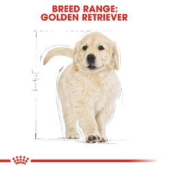 Royal Canin Golden Retriever Breed Puppy Dry Dog Food -KONG Shop RC BHN PuppyGoldenRetriever CV EretailKit 4