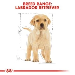 Royal Canin Labrador Retriever Breed Puppy Dry Dog Food -KONG Shop RC BHN PuppyLabradorRetriever CV EretailKit 4
