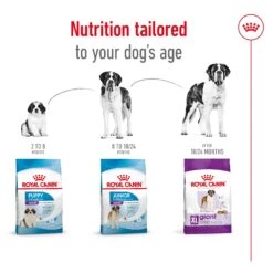 Royal Canin Giant Adult Dog Dry Food -KONG Shop RC SHN DRY GiantAD 3009 Page 06