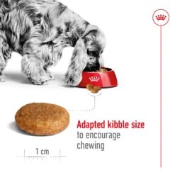 Royal Canin Medium Breed Adult Dog Dry Food -KONG Shop ROYA 3182550402217 10