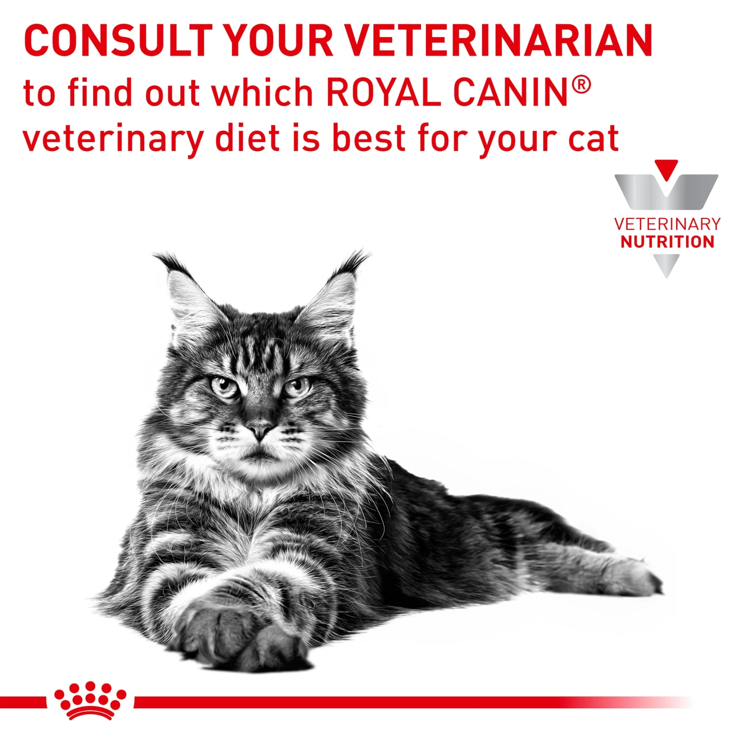 Royal Canin Veterinary Hypoallergenic Cat Dry Food 10 Royal Canin Veterinary Hypoallergenic Cat Dry Food - Image 8