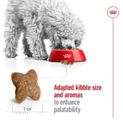 Royal Canin Mini Adult Dog Dry Food -KONG Shop ROYA 3182550716888 10
