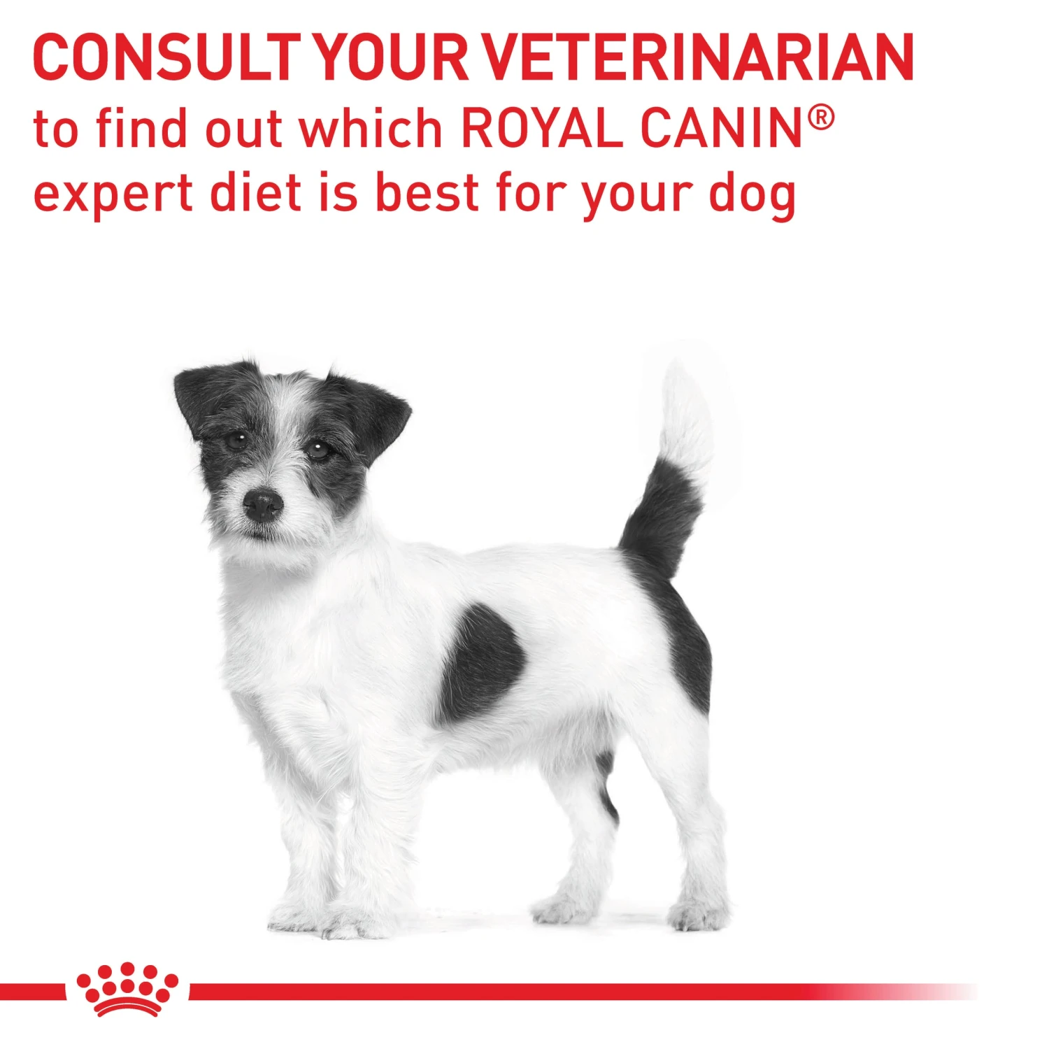 Royal Canin Expert Neutered Small Breed Adult Dog Dry Food 10 Royal Canin Expert Neutered Small Breed Adult Dog Dry Food - Image 8