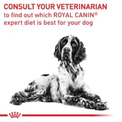 Royal Canin Expert Neutered Adult Medium Breed Dry Dog Food -KONG Shop ROYA 3182550761789NZ2 13
