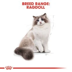 Royal Canin Ragdoll Breed Adult Dry Cat Food -KONG Shop ROYA 3182550825375NEW 9