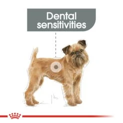 Royal Canin Dental Care Mini Adult Dog Dry Food -KONG Shop ROYA 3182550894371 8
