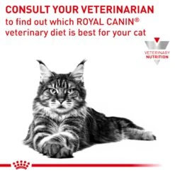Royal Canin Veterinary Early Renal Dry Cat Food -KONG Shop ROYA 3182550914642 14