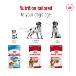 Royal Canin Medium Chunks In Gravy Adult Dog Wet Food 140g Pouches -KONG Shop ROYA 9003579008379NZ 11