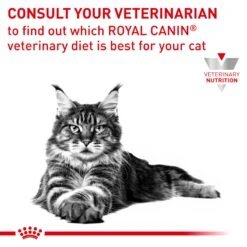 Royal Canin Veterinary Diet Skin & Coat Cat Wet Food 85g Pouches -KONG Shop ROYA 9003579011522NZ 13
