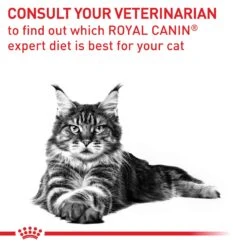 Royal Canin Expert Mature Consult Wet Cat Food 85g Pouches -KONG Shop ROYA 9003579015681 13