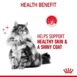 Royal Canin Hair & Skin Care In Jelly Adult Cat Wet Food 85g Pouches -KONG Shop ROYA 9003579311721 9