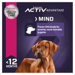 Eukanuba Large Breed Puppy Dry Food -KONG Shop ROYA 9334214037684NEW 11