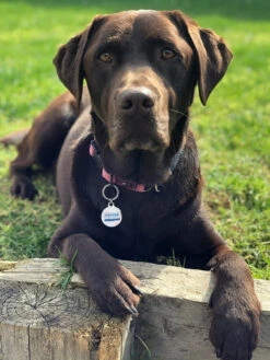 Black Wear Dog Standard Collar - Small -KONG Shop SC5 c9362707 3985 4843 b2f9 4401bcaf7120