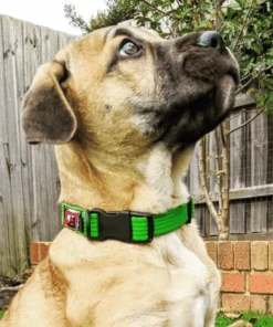 Black Wear Dog Standard Collar - Medium -KONG Shop SC7