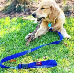 Black Dog Wear Smart Lead Regular 150cm With Buckle -KONG Shop SL