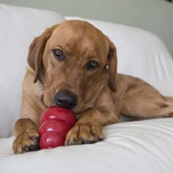 KONG Stuff'N Peanut Snacks -KONG Shop SNACKSPEANUTBUTTER1 2c93a4a4 11ab 4e62 bd87 3c3dc10705de