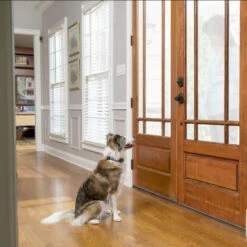 PetSafe Spray Bark Collar -KONG Shop SprayBarkCollar1