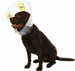 Kruuse Buster Elizabethan Under Construction Design Collar -KONG Shop Subject5