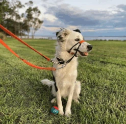 Black Dog Wear Training Halter Range - Large -KONG Shop TH