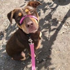 Black Dog Wear Training Halter Range - Large -KONG Shop TH1