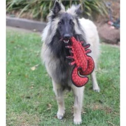 Tuffy SEA Creatures Larry Lobster -KONG Shop TuffySEACREATURESLARRYLOBSTER9