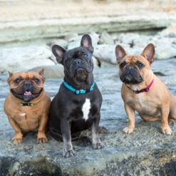 LupinePet Granite Eco Dog Collar -KONG Shop ecodog2 f92b75c7 3179 4397 9501 3f4907a45ef6