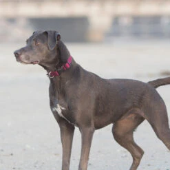 LupinePet Granite Eco Dog Collar -KONG Shop ecodog3 9f92abf9 648c 4568 80a7 157ae8c0b5f4