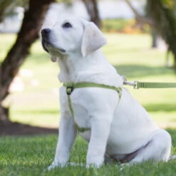 LupinePet Berry Eco Step In Dog Harness -KONG Shop ecodog4 14a39093 606f 407a 859d 9e1c7fa00530