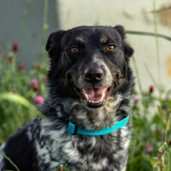 LupinePet Granite Eco Dog Collar -KONG Shop ecodog 5e1d606e c1cd 4050 9487 e407276670a3