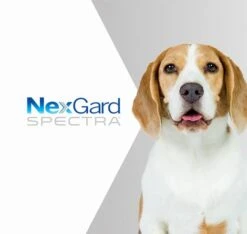NexGard Spectra For Medium Dogs (7.6 - 15 Kg) -KONG Shop product labels nexgard spectra