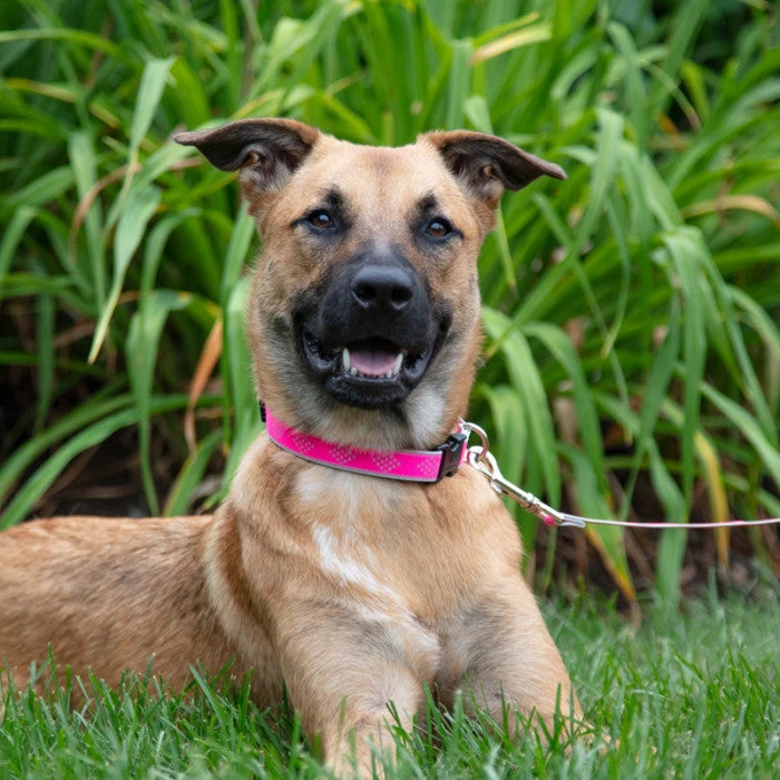 LupinePet Pink Paws Reflective Dog Collar 1.3cm 5 LupinePet Pink Paws Reflective Dog Collar 1.3cm - Image 3