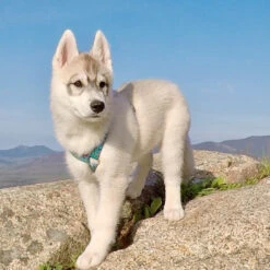 LupinePet Rain Song Original Designs Roman Dog Harness 1.9cm -KONG Shop romanharness2 b13491b8 7ac3 4bda 9bd7 3bc6b2416c0c