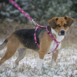 LupinePet Rain Song Original Designs Roman Dog Harness 1.9cm -KONG Shop romanharness3 761d5049 5ae8 4fa7 bbb6 2f4d510f7d2f