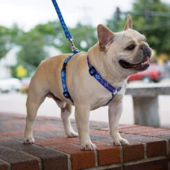 LupinePet Wing It Original Designs Roman -KONG Shop romanharness4 b8be02a5 acba 4dd0 aed9 c0fb81408675