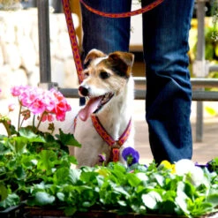 LupinePet Rose Garden Original Designs Roman Dog Harness -KONG Shop romanharness5 7f6af558 6abd 4d3e b912 2875df7b352e